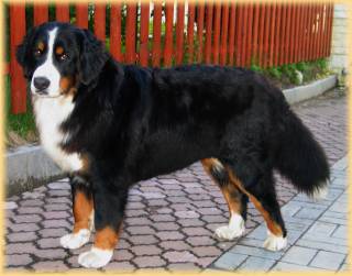 dixie