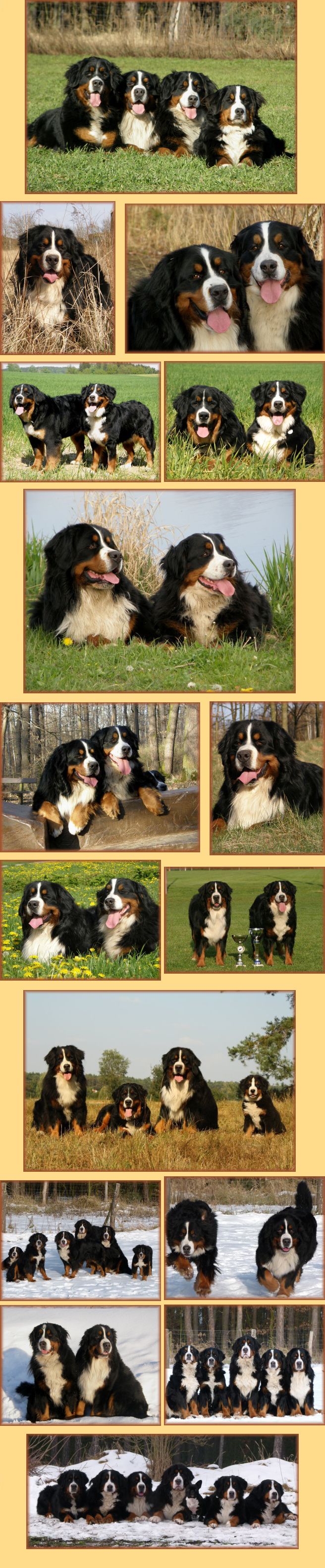 photo of our dog